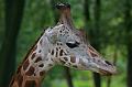 Zoo Schmiding 045